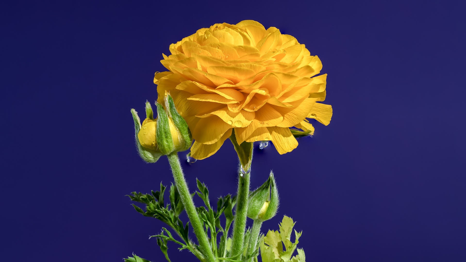 Calendula: le proprietà benefiche di un rimedio naturale per la pelle